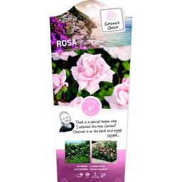 Rosa 'New Dawn' ; C3rp stok100  70/80