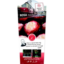 Rosa 'Nostalgie'® ; p24 60-stam