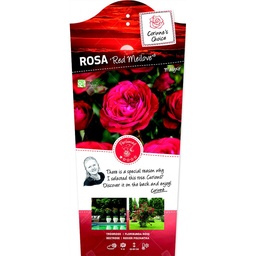 Rosa 'Red Meilove'® ; C3rp
