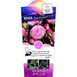 Rosa 'Rose Meilove'® ; p24 60-stam