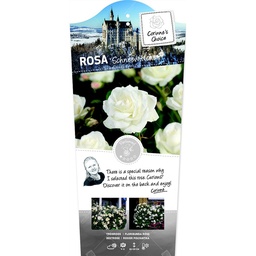 Rosa 'Schneewittchen'® ; C3rp