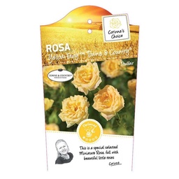 Rosa 'Yellow Fairy(TM)'Town&Country ; C2rp