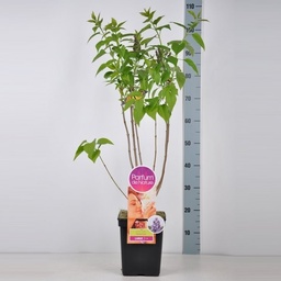 Syringa v. 'Nadezhda' ; vp 5,0L  50/70