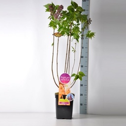 Syringa v. 'Ruhm von Horstenstein' ; vp 5,0L  50/70