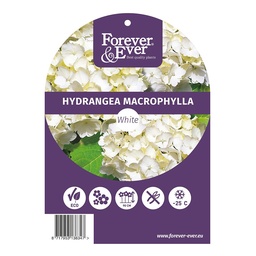 Hydrangea m. 'Forever&amp;Ever'® White; c 5  30/40