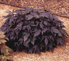 Ipomoea batatas Sweet Caroline® Purple