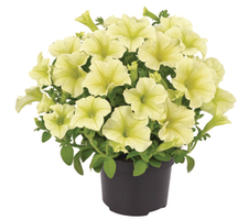 Petunia grandiflora Collection Austria Yellow