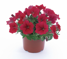 Petunia grandiflora Surfinia® Compact Dark Red