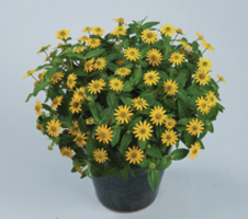 Sanvitalia speciosa Santiago Great Yellow