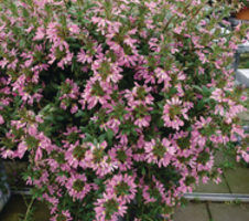 Scaevola aemula Surdiva® Deep Pink