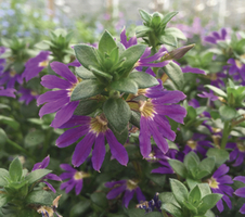 Scaevola aemula Surdiva® Deep Violet Blue