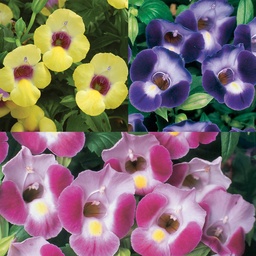 Torenia fournieri Kauai Mix