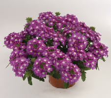 Verbena peruviana Venturi® Bicolour Purple