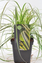 Carex Feather Falls PBR; P17