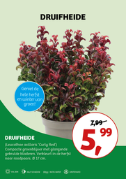 Leucothoe axillaris 'Curly Red' ; c 2  20/25