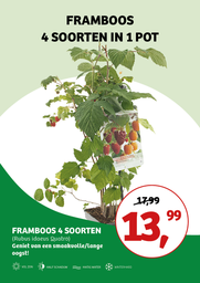 Rubus idaeus Quatro- Framboos ; vp 5,0L 60/+