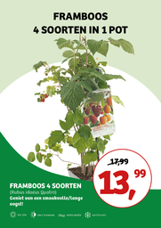 Rubus ideaus Quatro- Framboos ; vp 5,0L