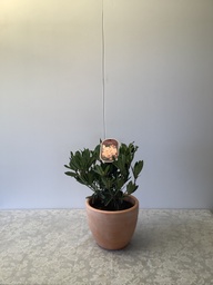 Rhododendron (T) 'Bernstein' ; C5 ; 40/-