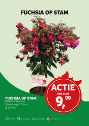 Fuchsia Mix ; p19 80-stam