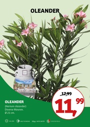 Nerium oleander Mix ; p21 45/+