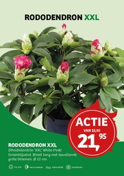 Rhododendron 'XXL' White-Pink ® ; c 5 50/60
