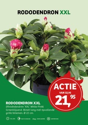 Rhododendron 'XXL'® ; p23 50/60