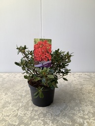 Rhododendron (AZ) 'Arabesk' ; c 3 30/35