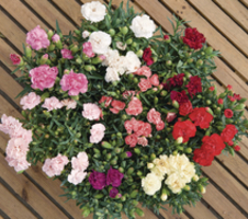 Dianthus chinensis CoronetTM Mix