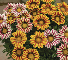 Gazania rigens Big Kiss F1 Mix (kopie)