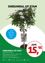 Viburnum tinus ; c 3 50-stam 25/+