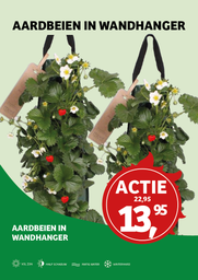 Aardbei (Fragaria) ; . 50/+