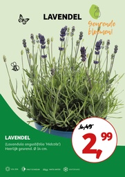 Lavandula ang. 'Hidcote' ; p14