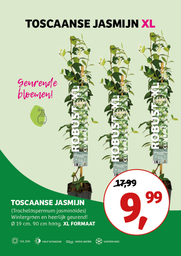 Trachelospermum jasminoides ; Robust XL ; 70-80cm
