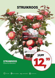 Rosa struik Mix CAT 3 ; vp 5,0L