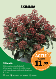 Skimmia jap. 'Rubella' ; p19 25/30