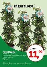 Passiflora caerulea ; p17 3stok70