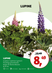 Lupinus polphyllus Mix ; p19