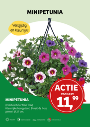 Perkplanten Mix in hangpot Aqua-Easy (kopie)