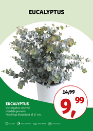 Eucalyptus cinerea ; p17 25/+