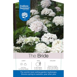 Hydrangea  Bride ; Endl. Summer (Wit)