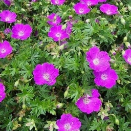 Geranium sa. 'Max Frei' ; P9