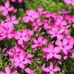 Phlox subulata McDaniel's Cushion ; P9